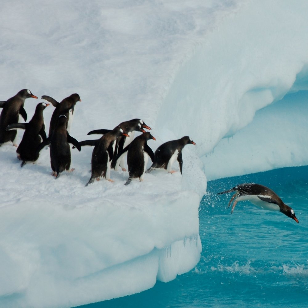 Critters of Antarctica
