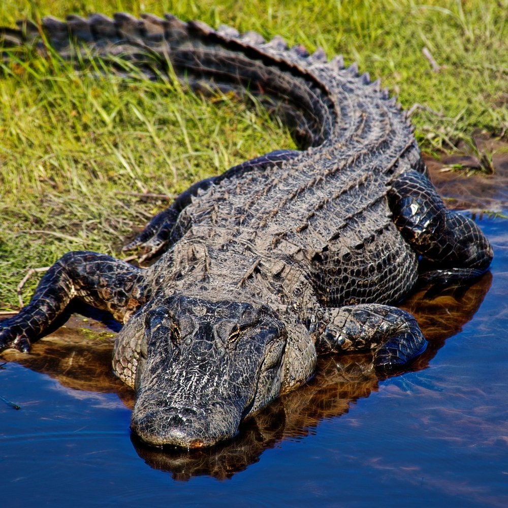 Alligator