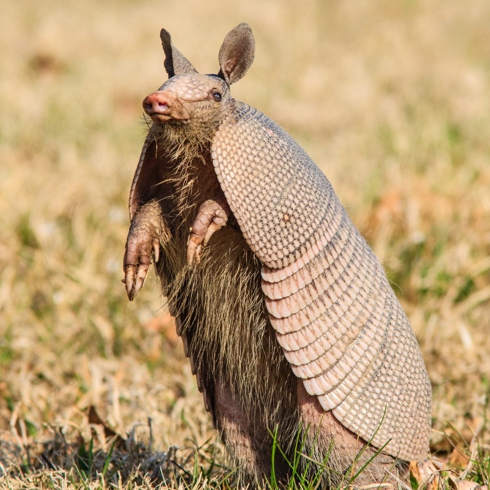 Armadillo