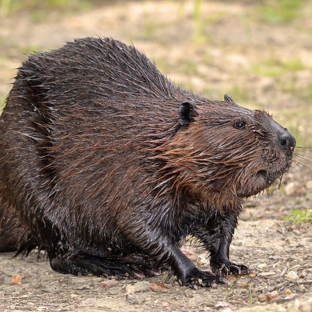 Beaver photo