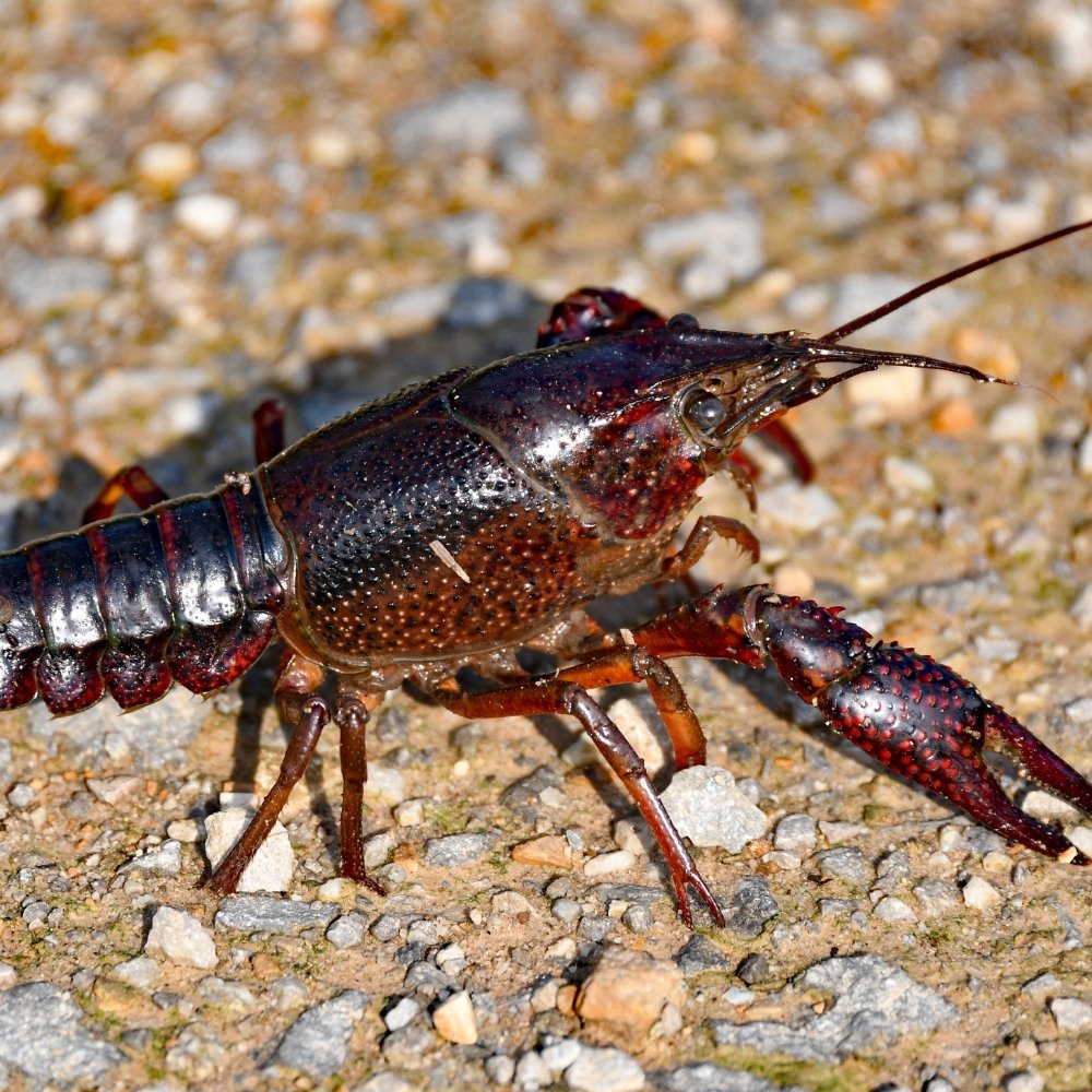 Crayfish
