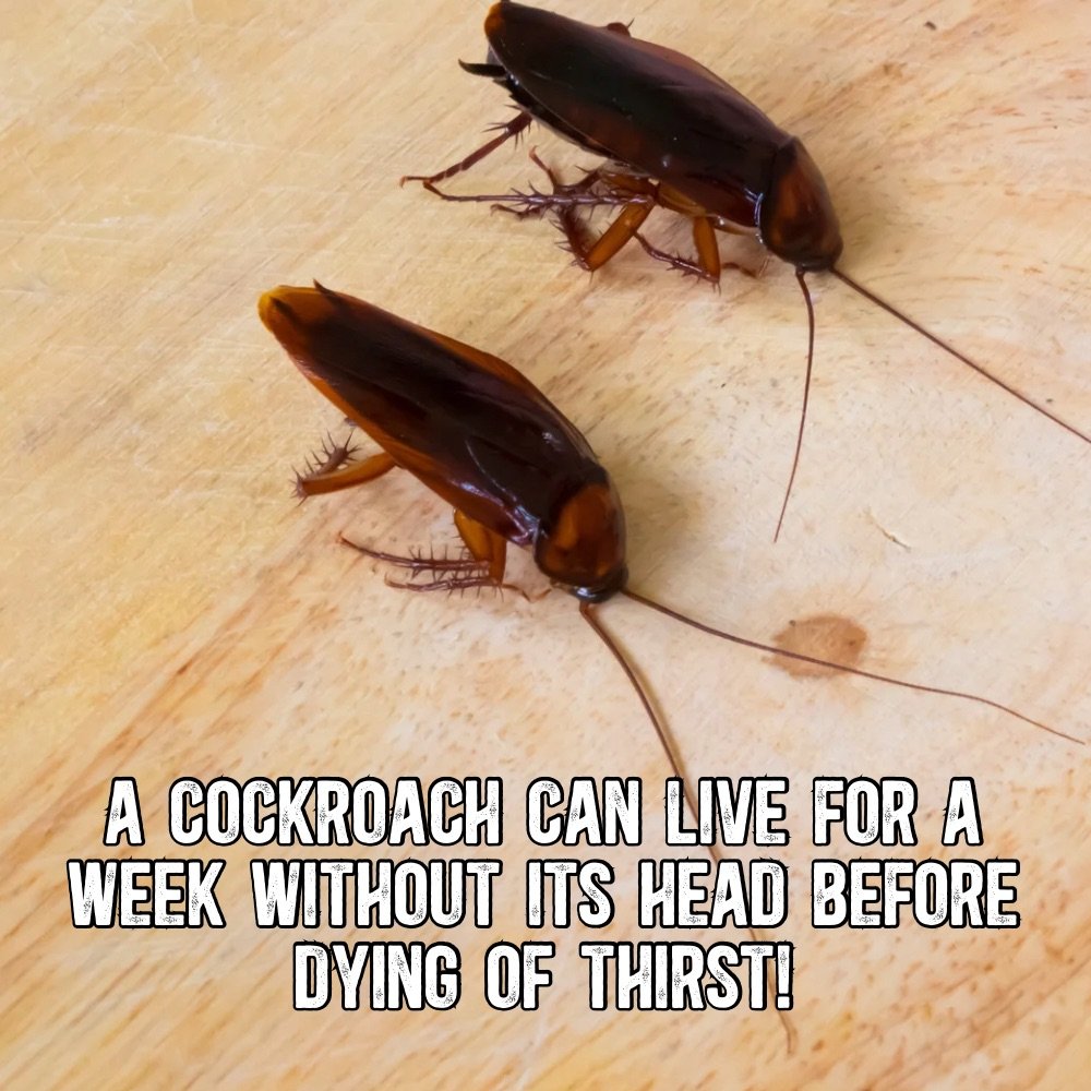 A roach can live for a week without its head!