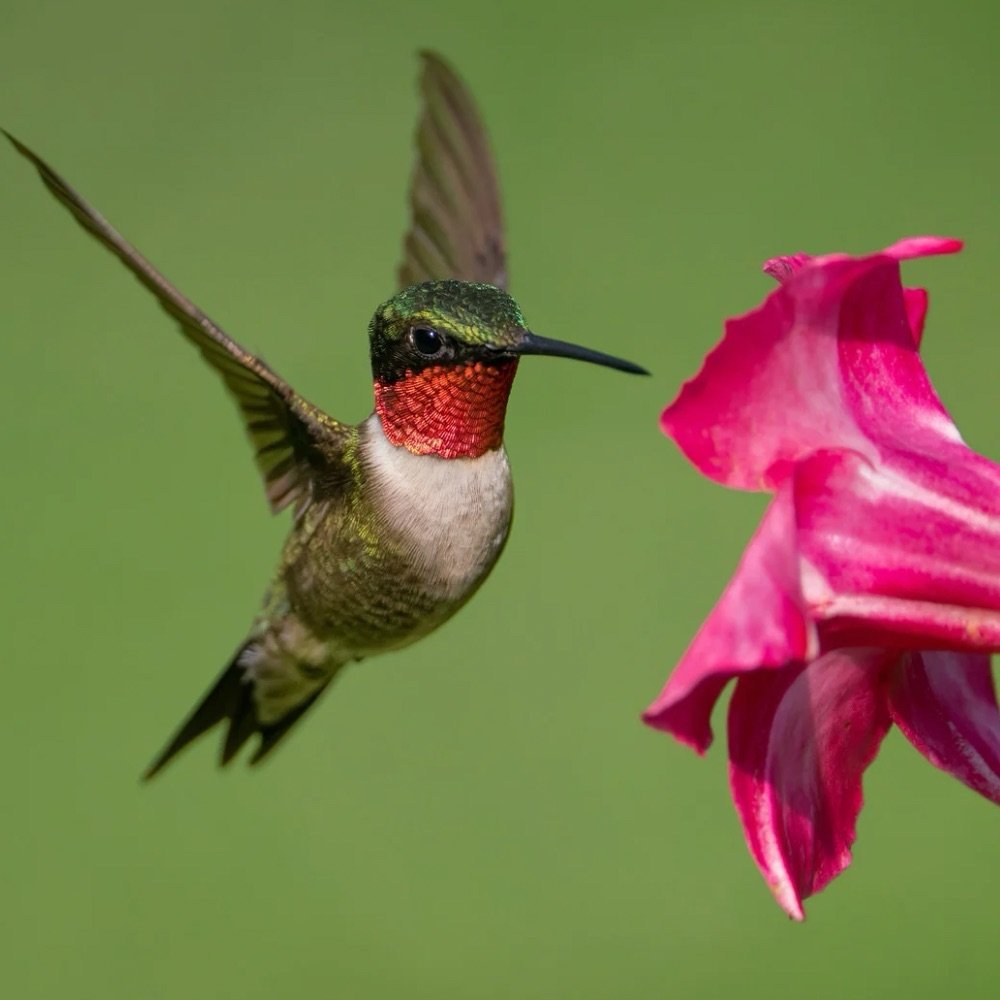 Hummingbirds