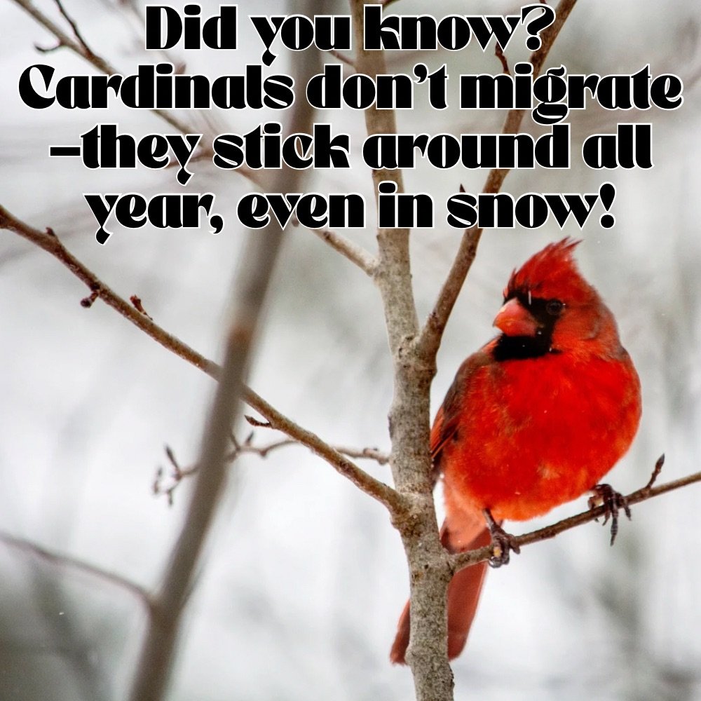 Did you know that cardinals do not migrate?