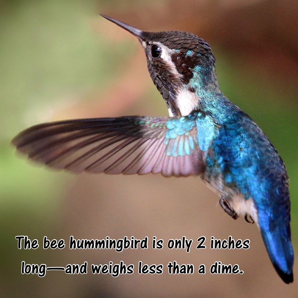 Hummingbird facts