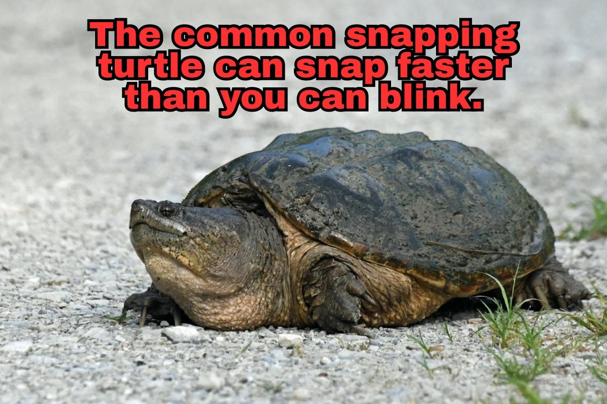 Common snapping turtle can snap faster than you can blink.
