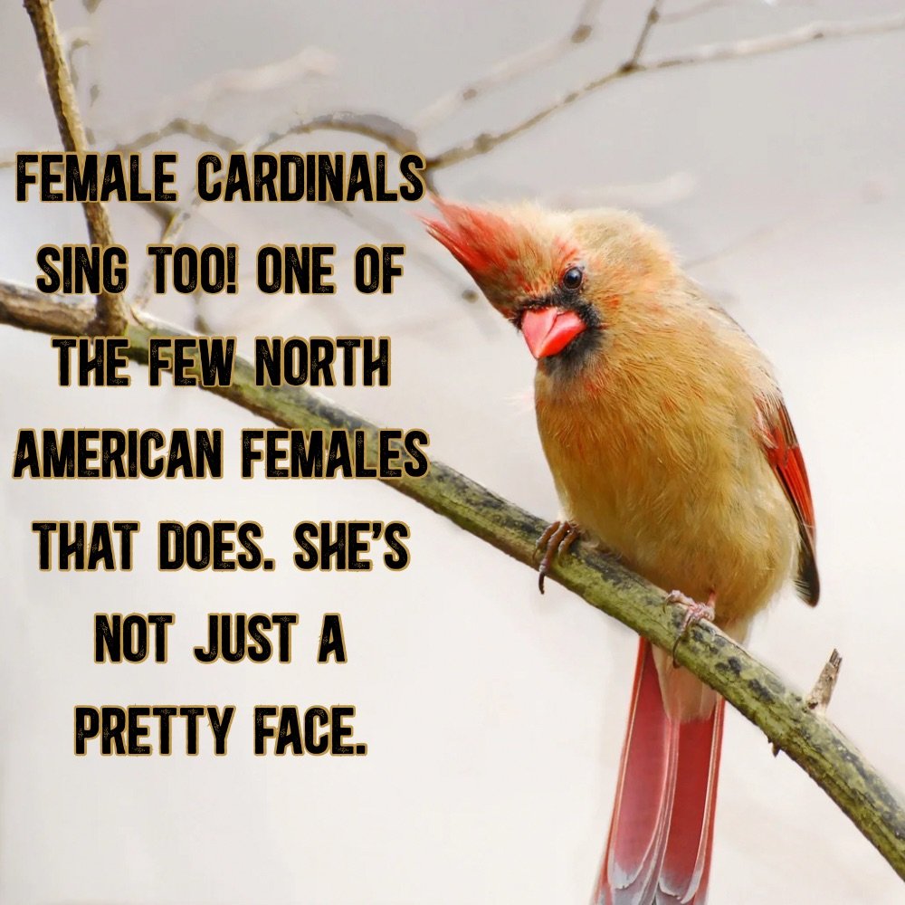 Female cardinals are one of the few female North American birds that sing