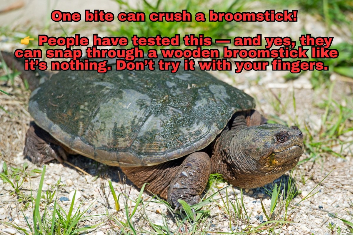 One bite can crush a broomstick.
👉 People have tested this — and yes, they can snap through a wooden broomstick like it’s nothing. Don’t try it with your fingers.