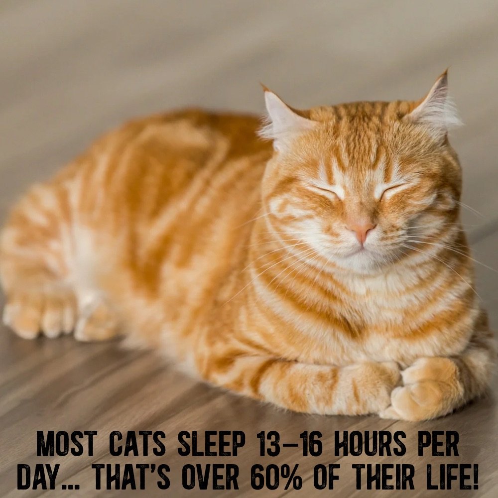Most cats sleep 13–16 hours per day… that’s over 60% of their life!