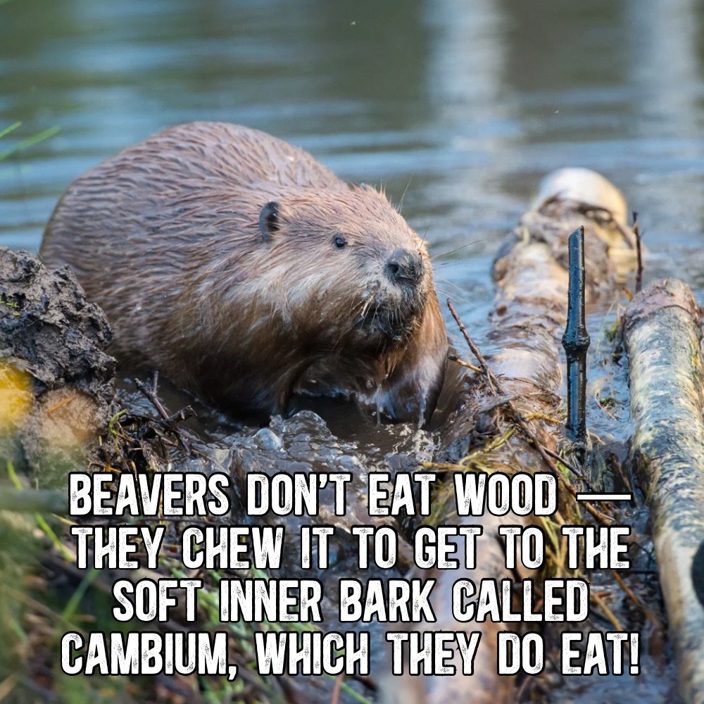Did you know beavers don’t eat wood?