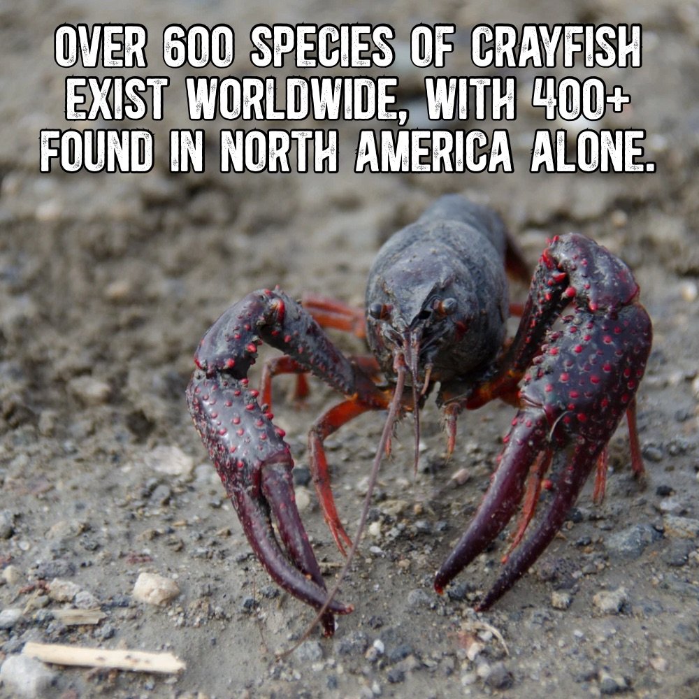 Over 600 species of crayfish exist worldwide, with 400+ found in North America alone.