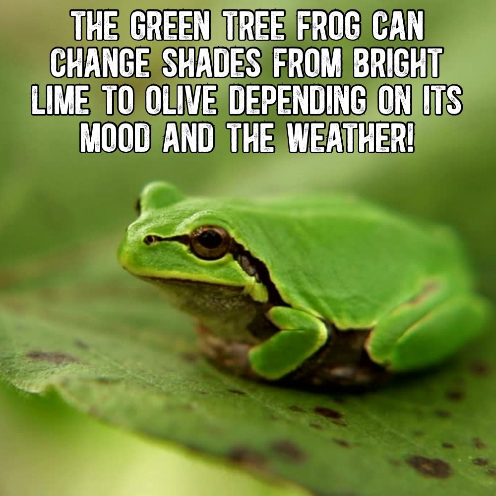 Green tree frogs can change colors 