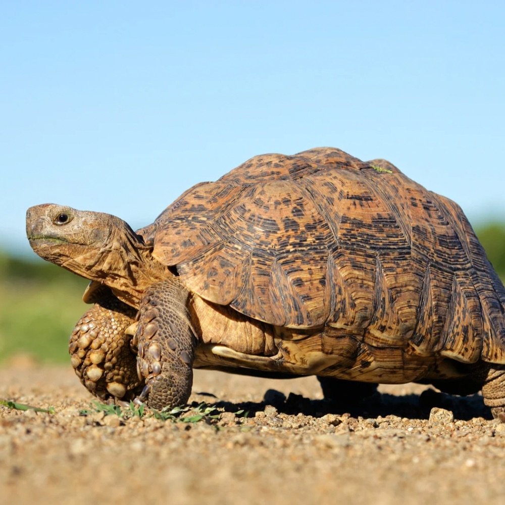 Tortoise photo 