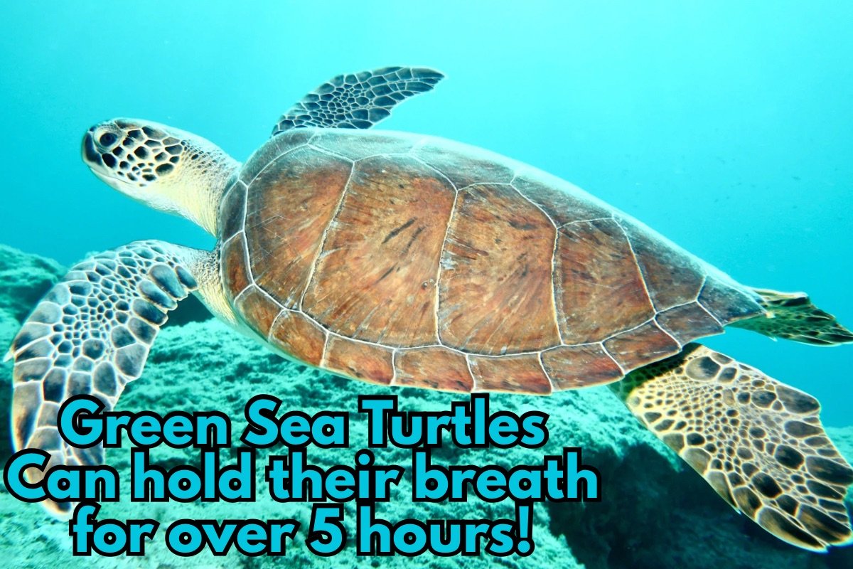 Green sea turtle can hold its breath for 5 hours