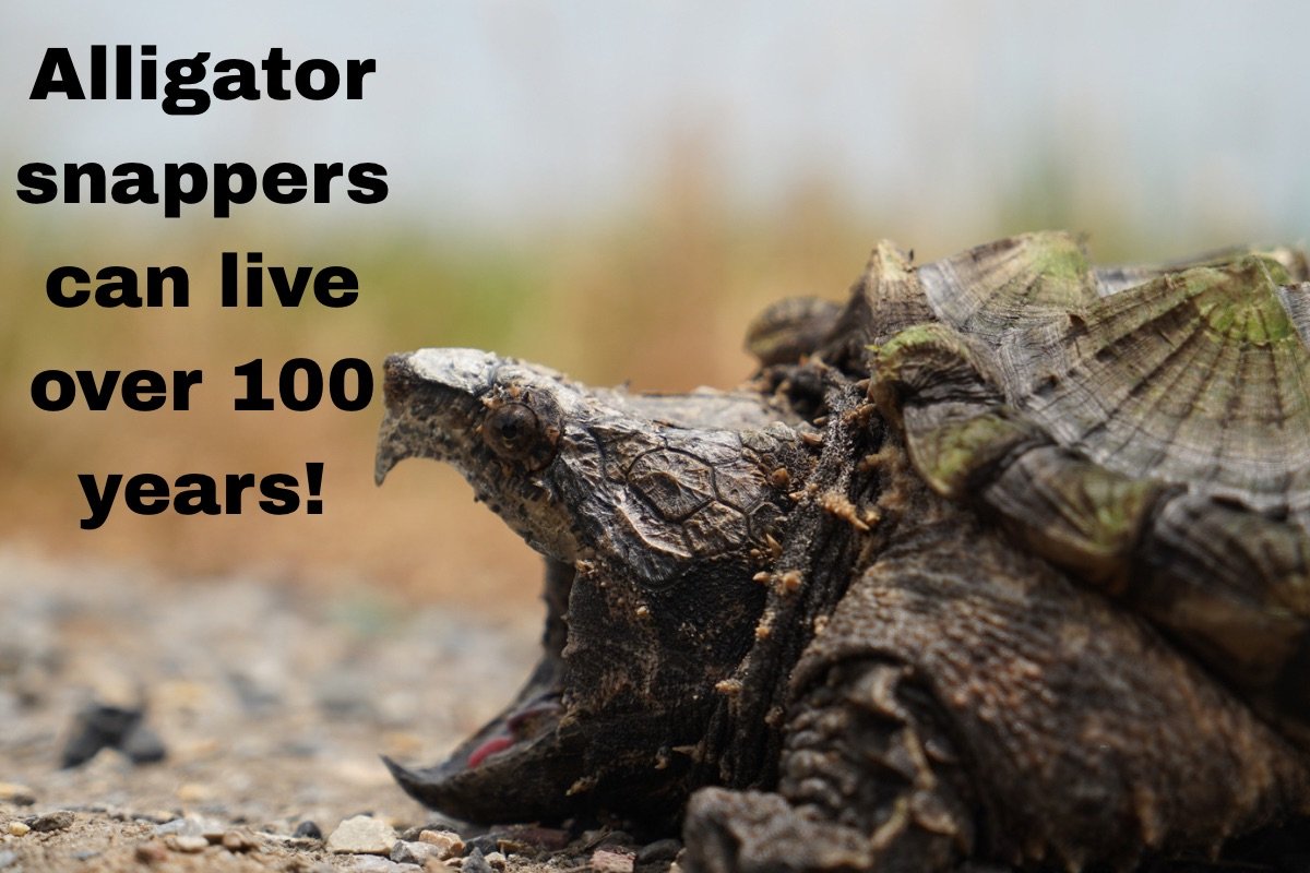 Alligator snappers can live over 100 years!