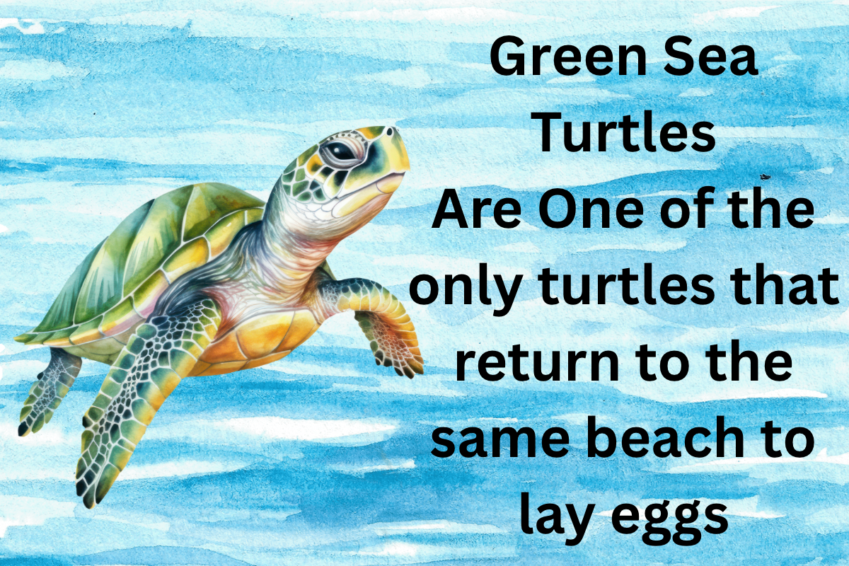 Green sea turtles are One of the only turtles that return to the same beach to lay eggs