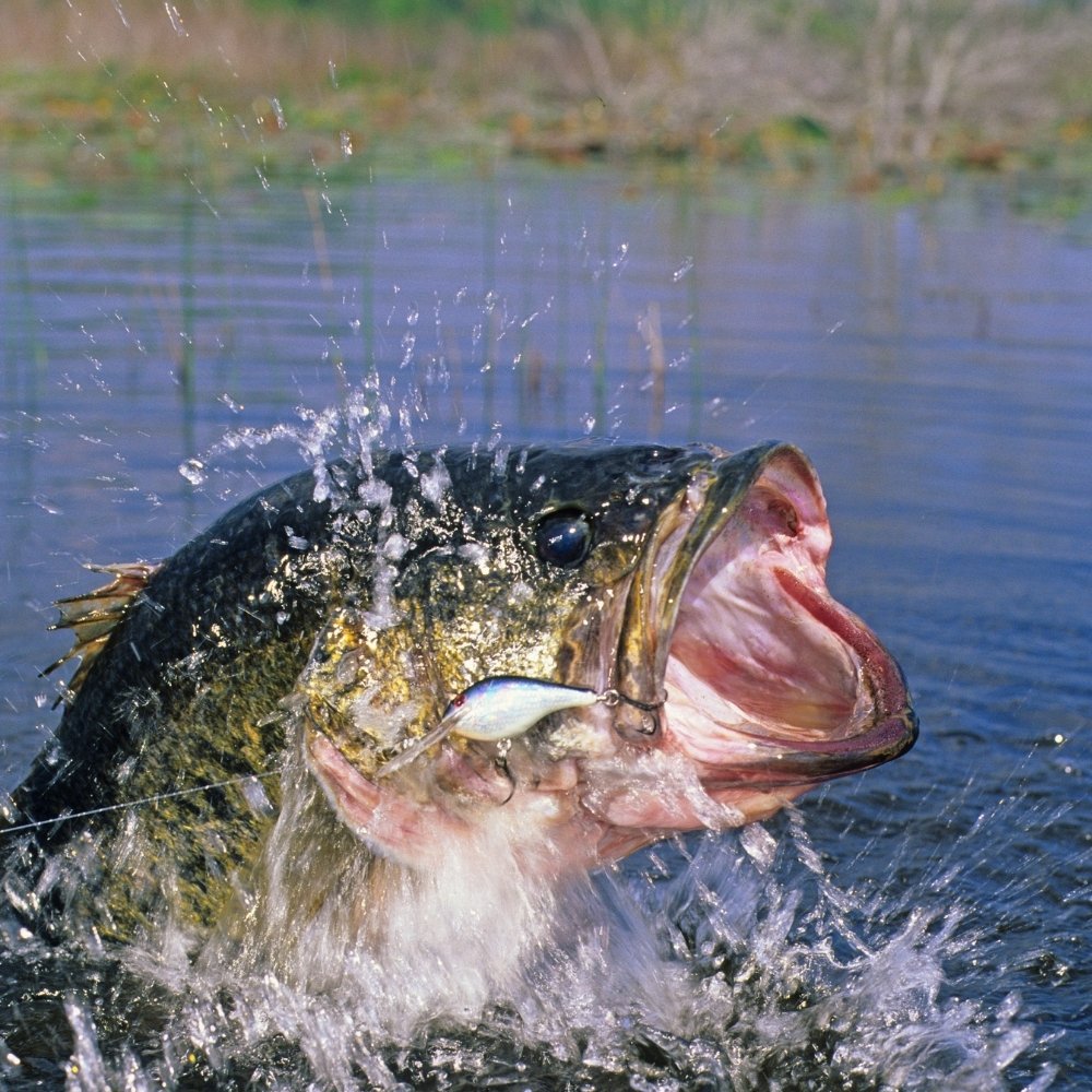 Freshwater Creatures
