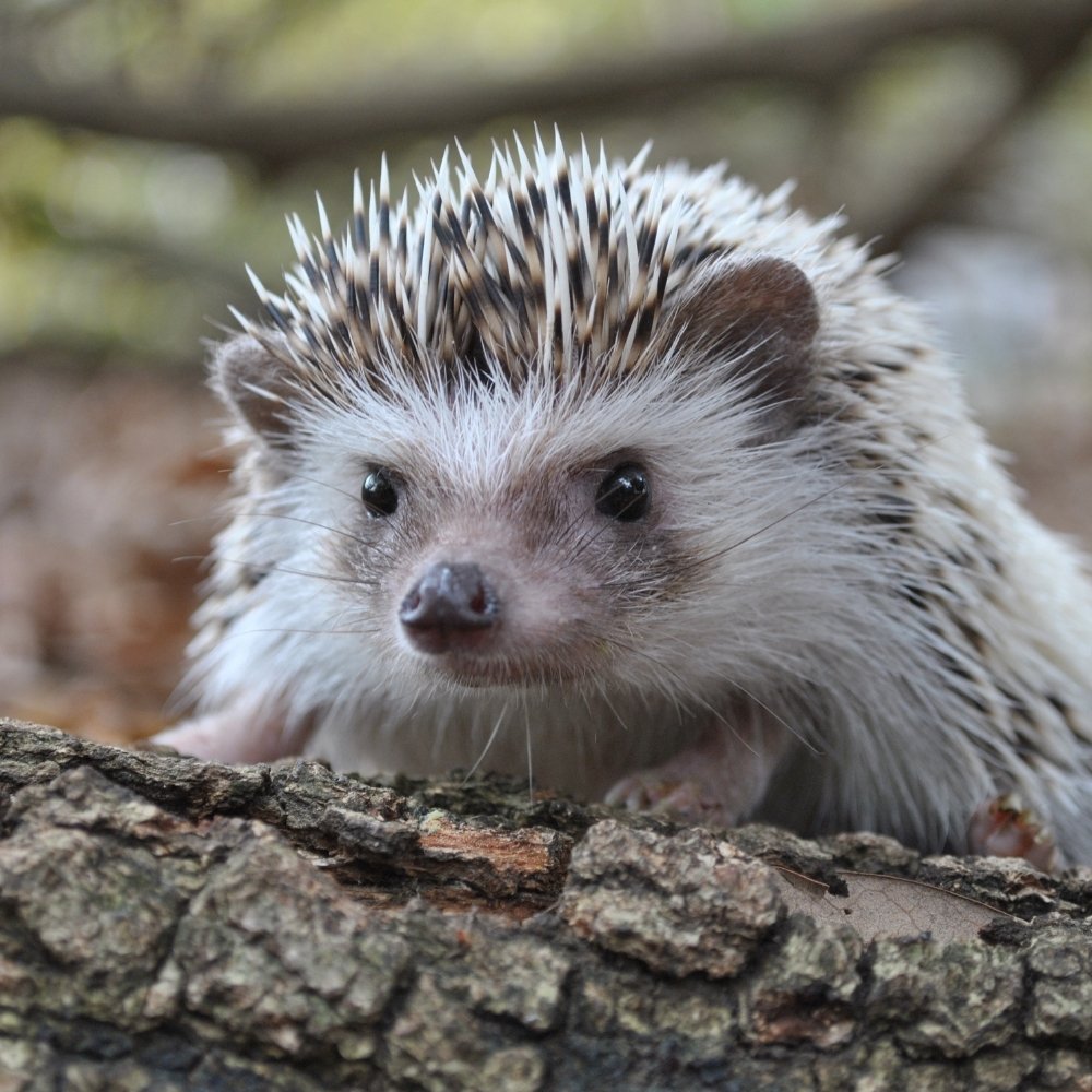 Hedgehog