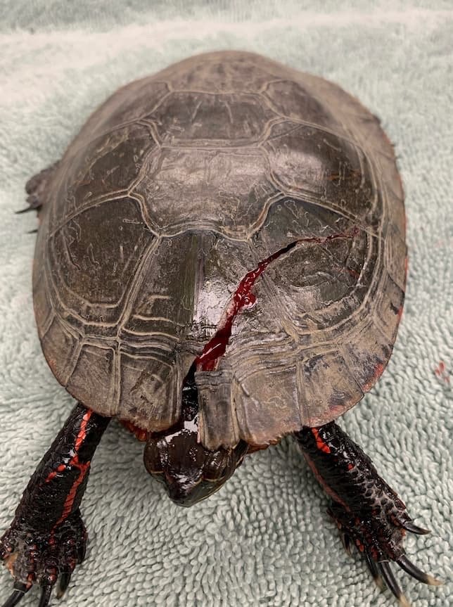 Damaged turtle shell 