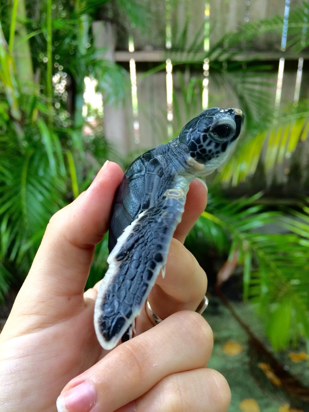 Baby green sea turtle