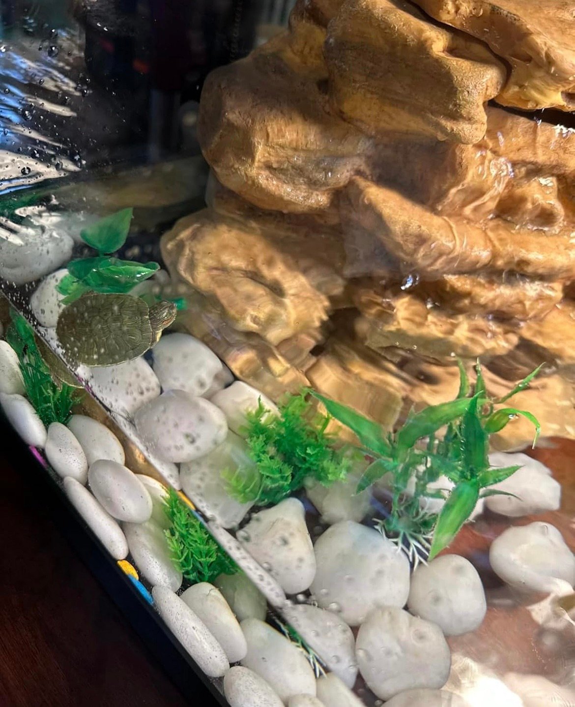 Small turtle swimming in a nice turtle aquarium