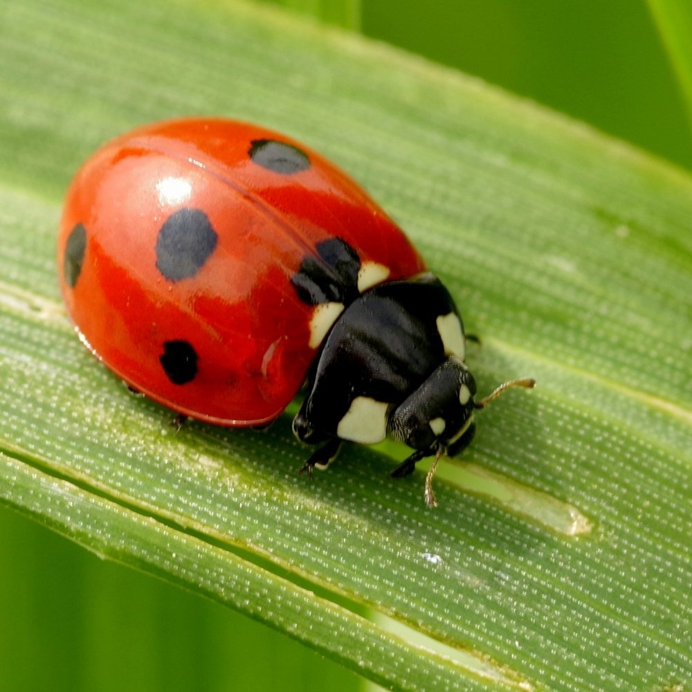 Insects & Invertebrates