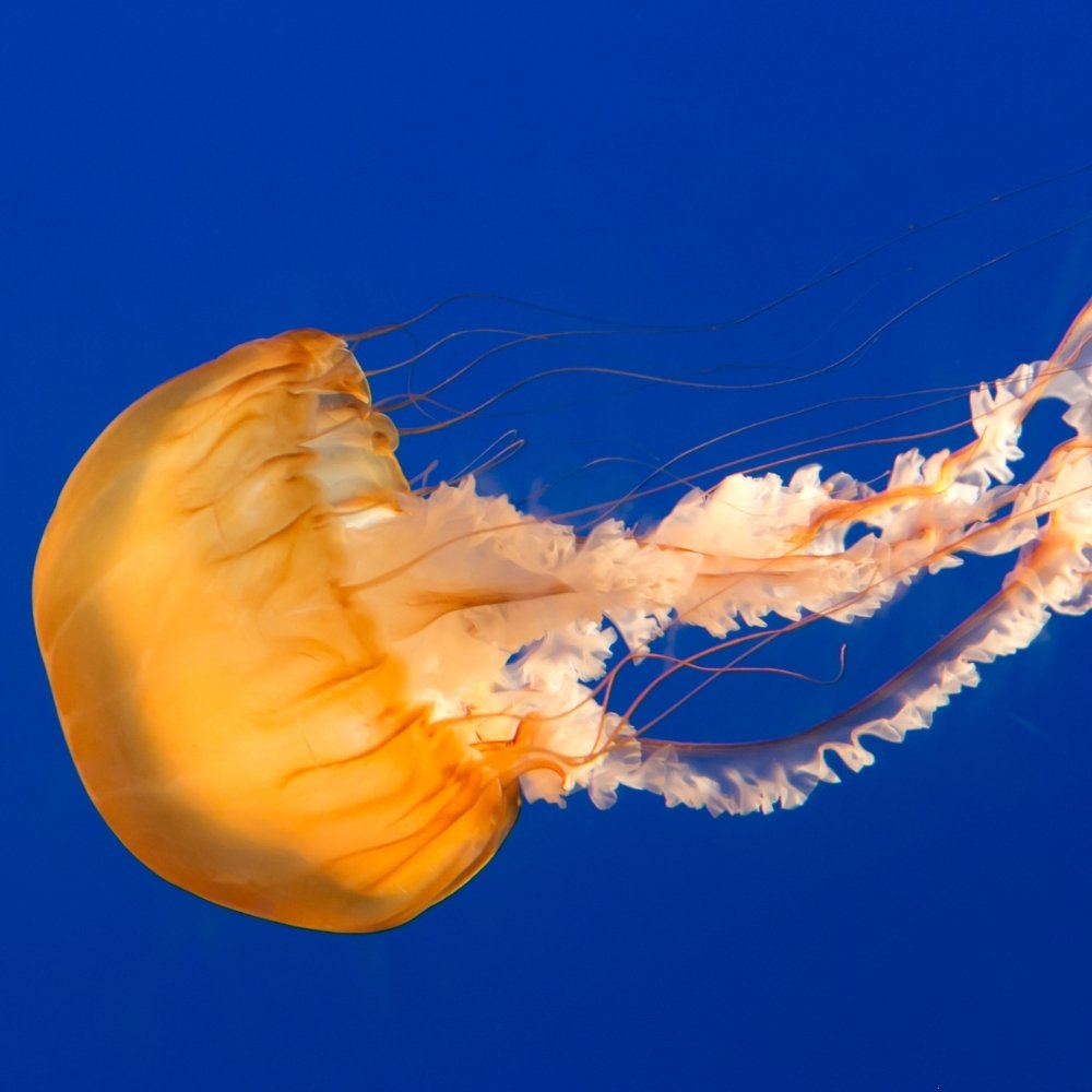 Jellyfish