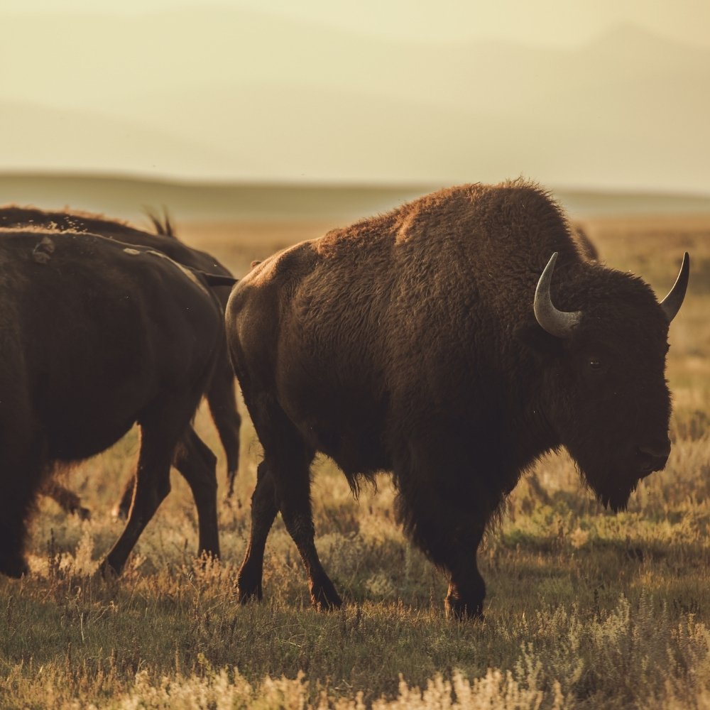 Critters of North America