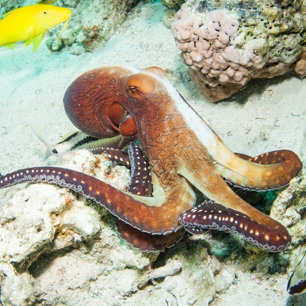 Octopus
