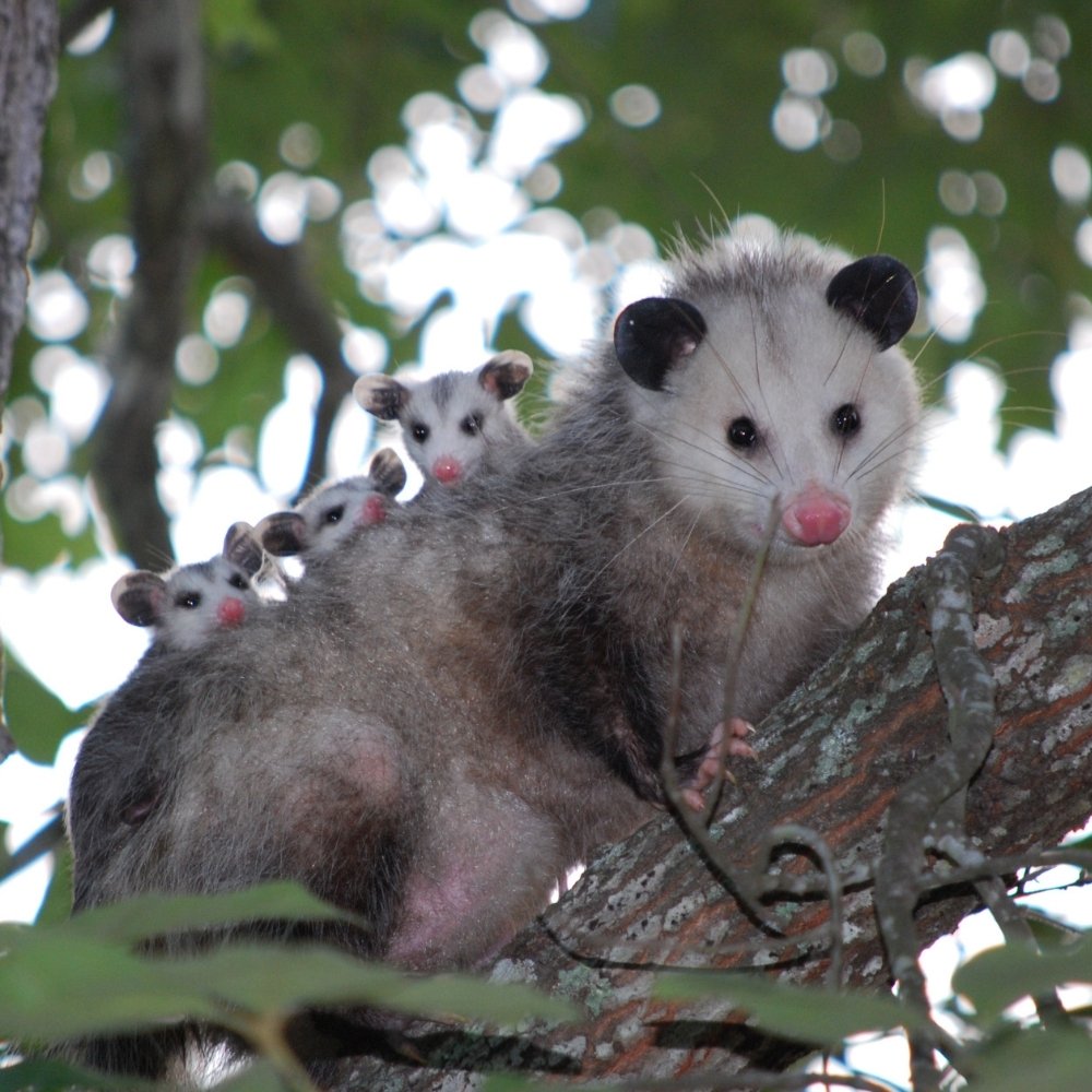 Opossum