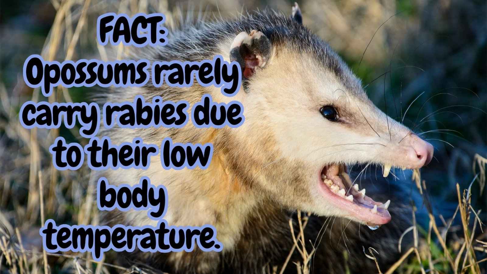 Opossums rarely carry rabies due to their low body temperature.
