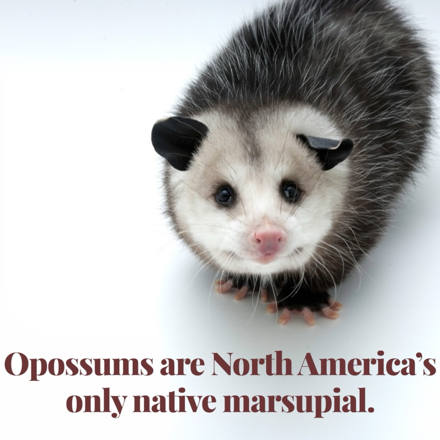 Opossums are North America’s only native marsupial.