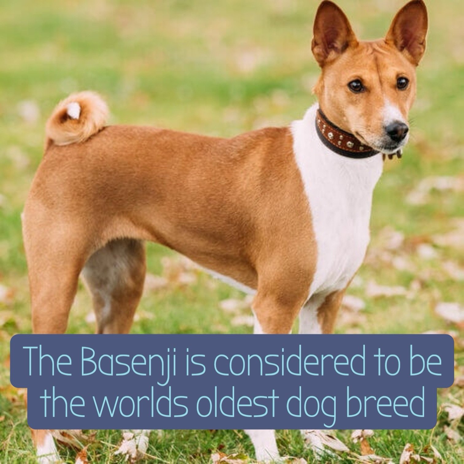 Basenji oldest dog breed
