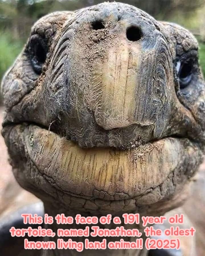 Very old tortoise photo 