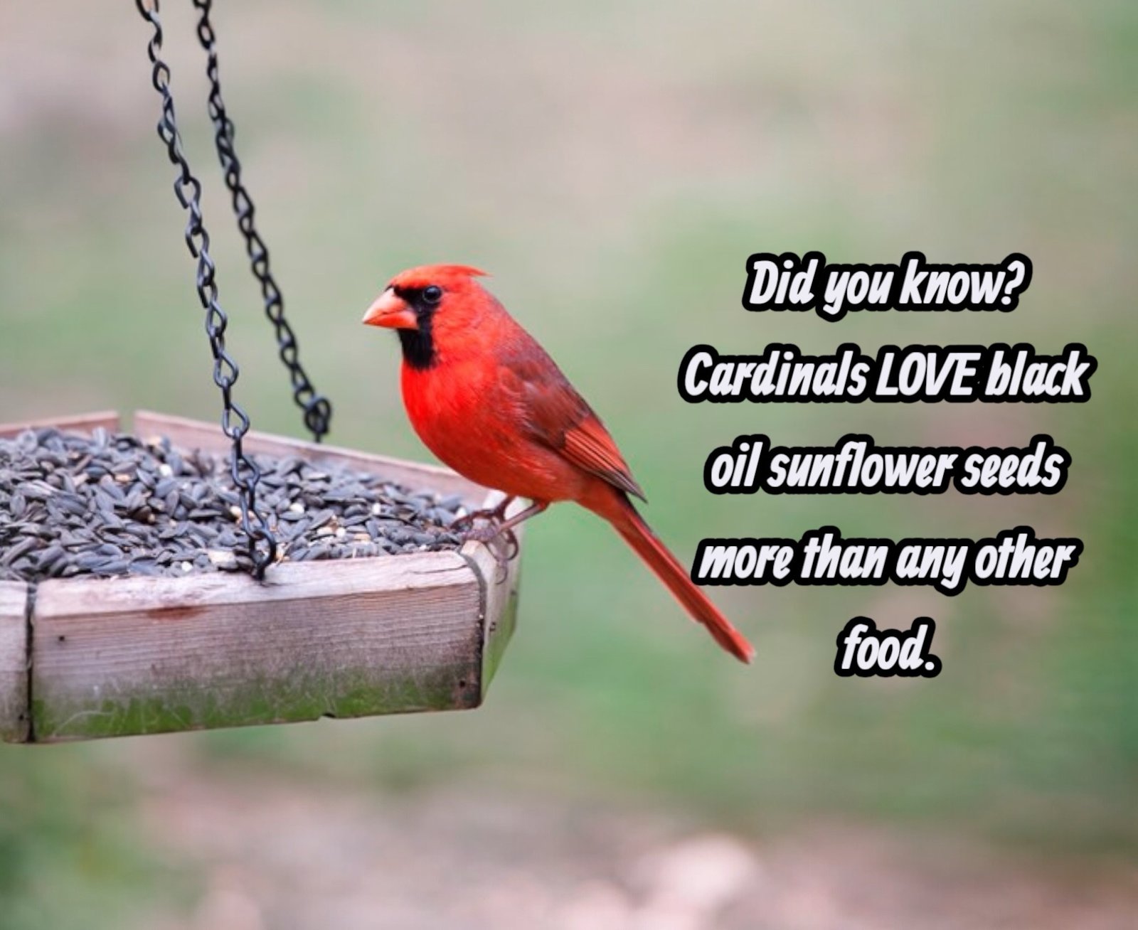 Cardinals love sun flower seeds