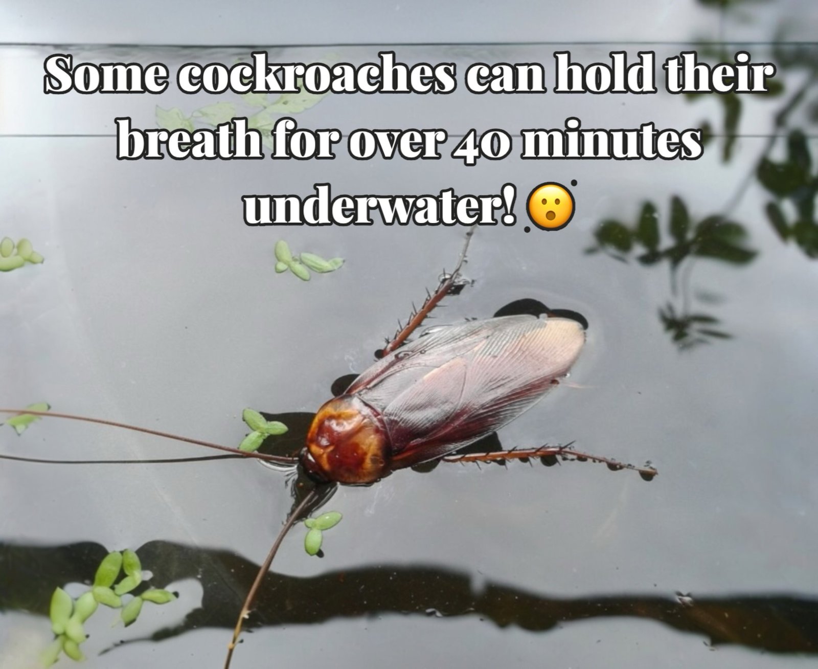 Roaches can hold their breath for a long time