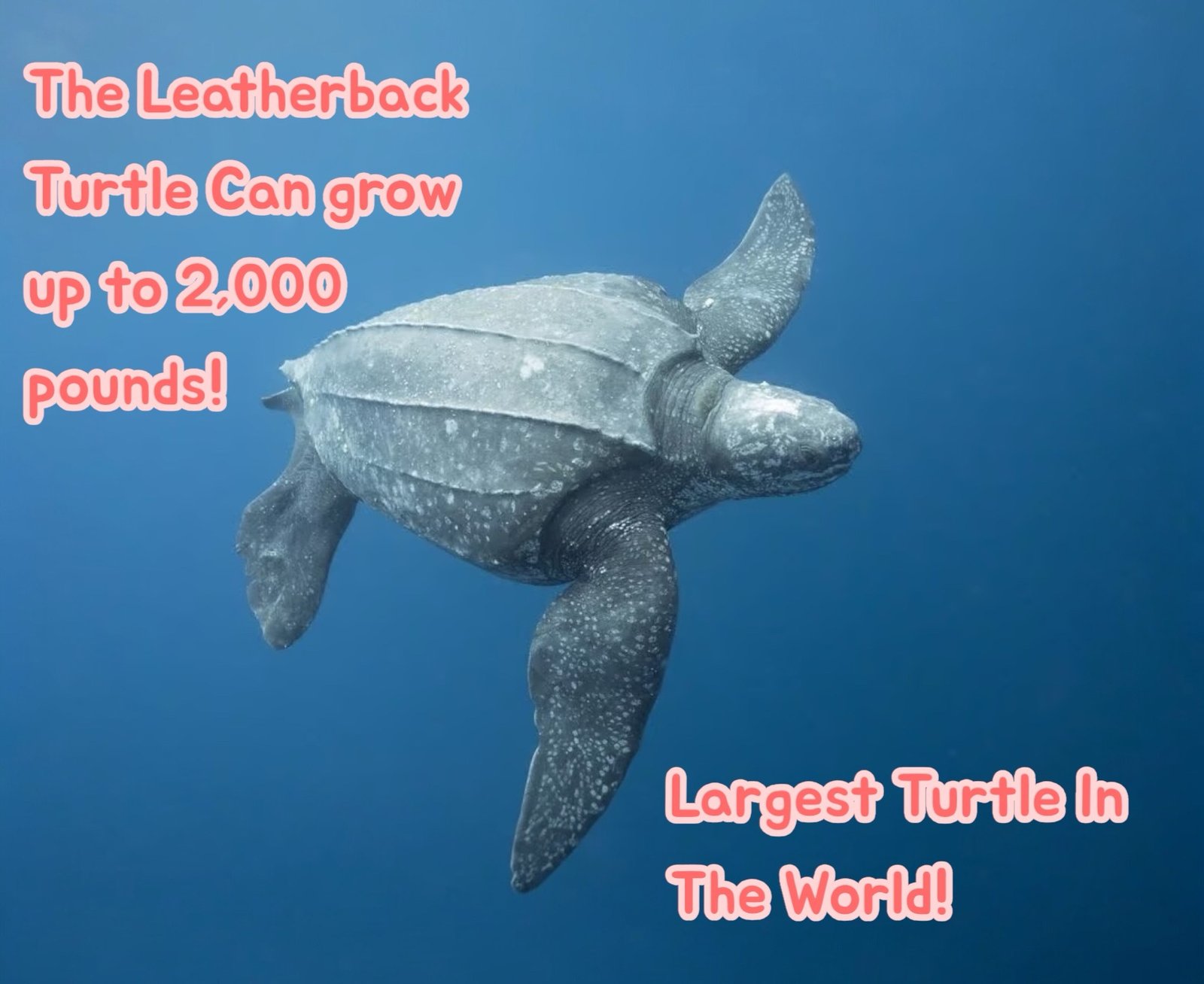 Leatherback turtle 