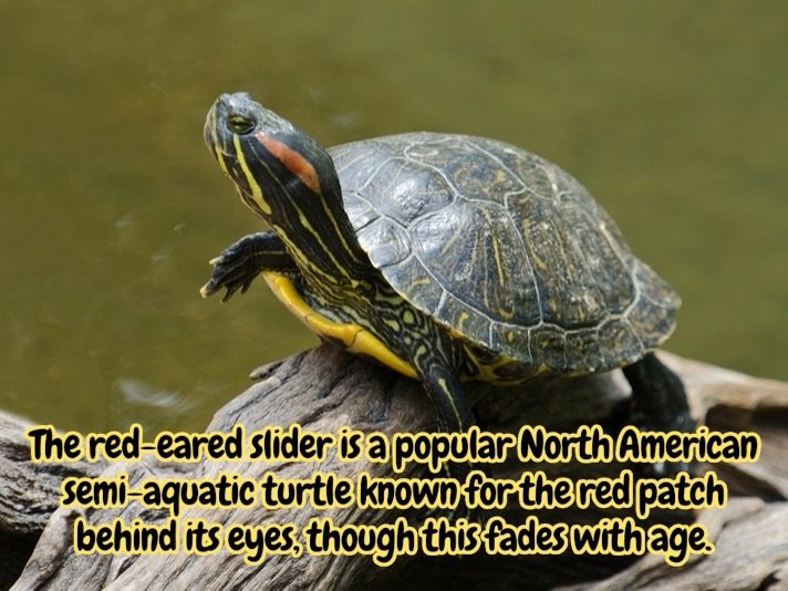 The red-eared slider is a popular North American semi-aquatic turtle known for the red patch behind its eyes, though this fades with age.