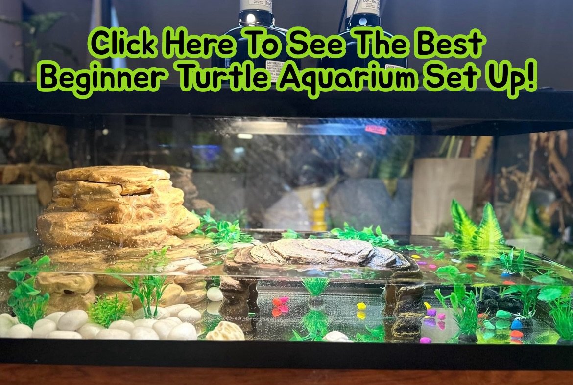 Best turtle aquarium tank beginner kit