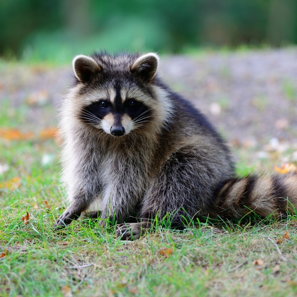Raccoon