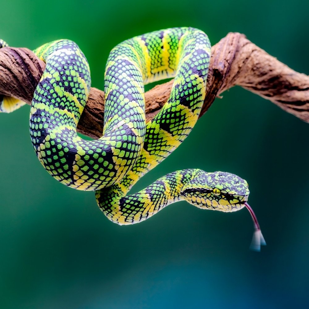 Reptiles & Amphibians