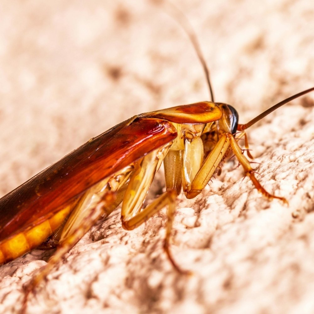 Up close photo of a cockroach