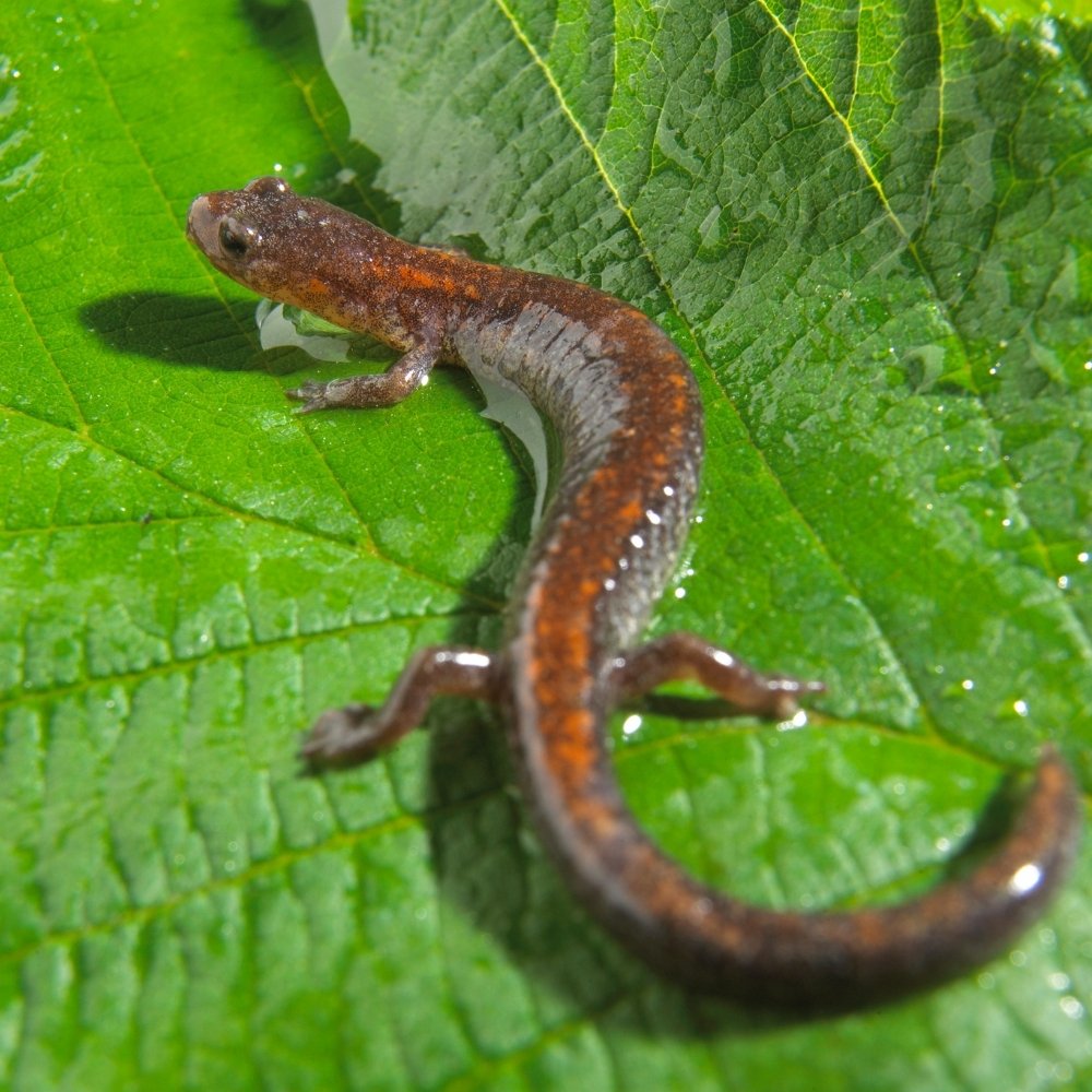 Salamander