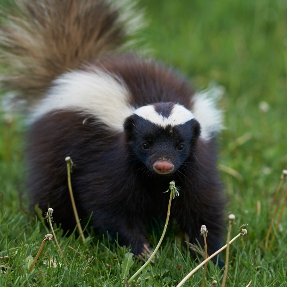 Skunk