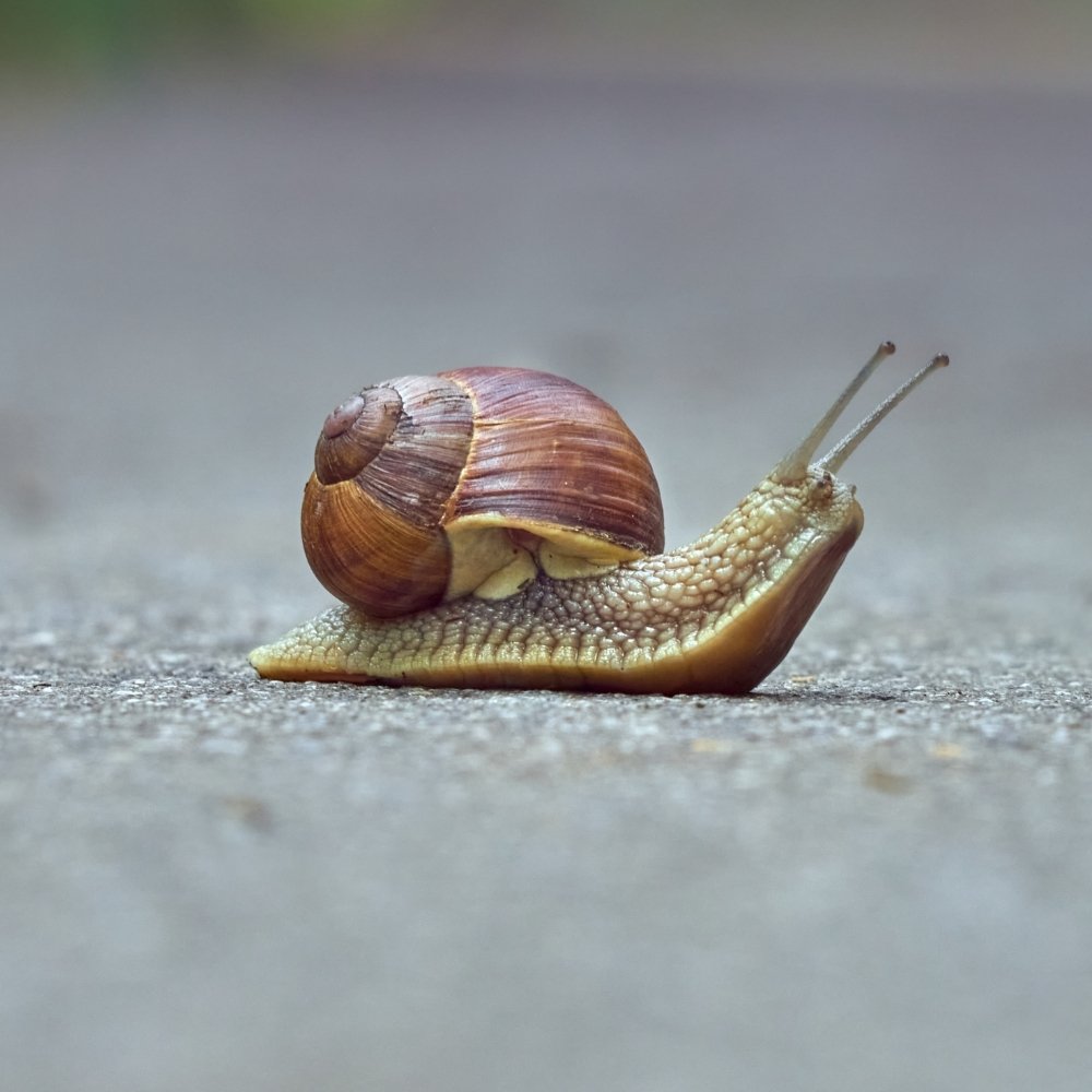 Snail