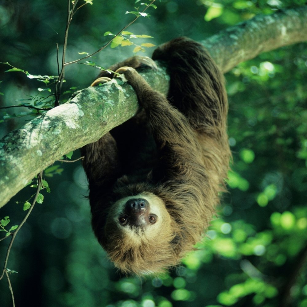 Critters of South America