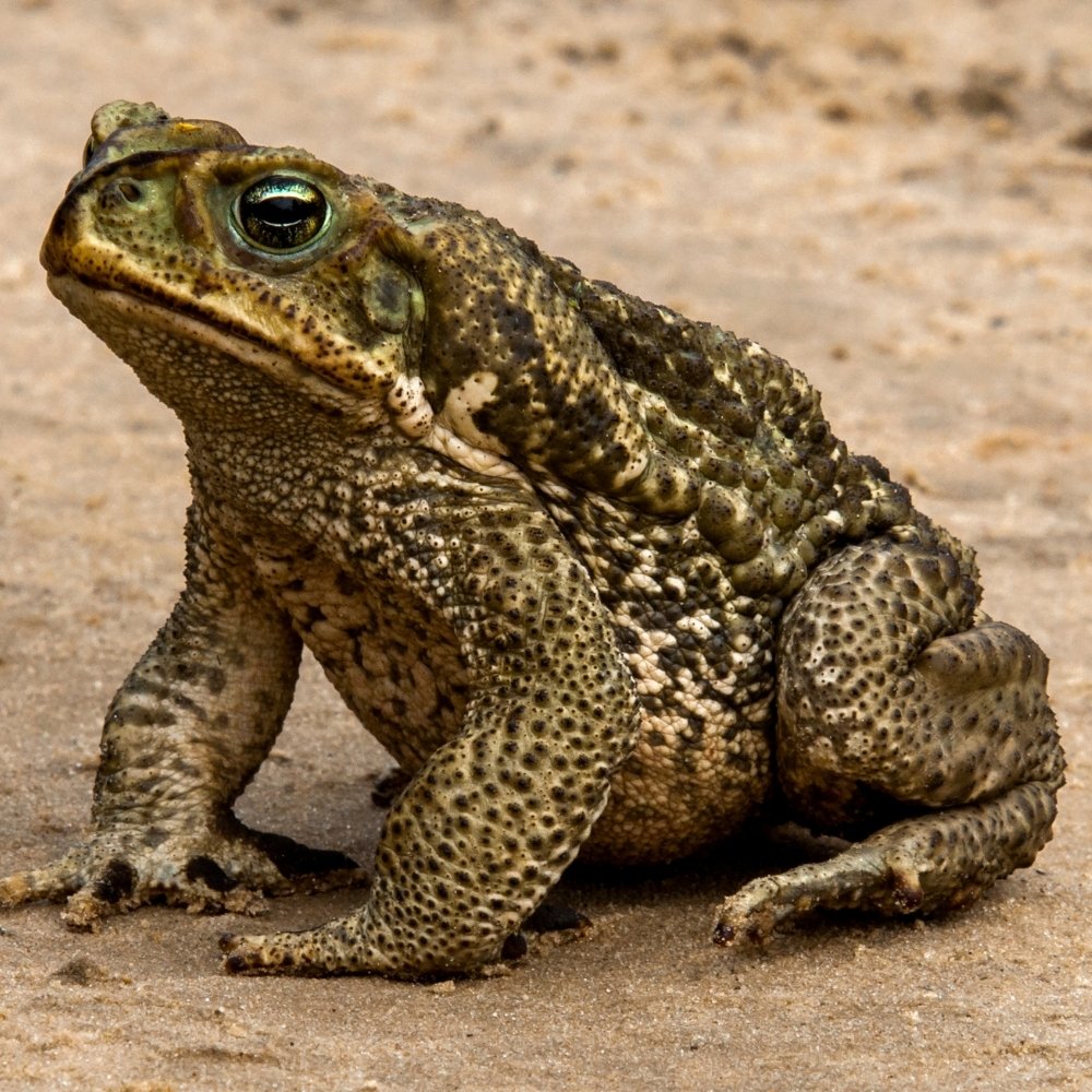 Toad