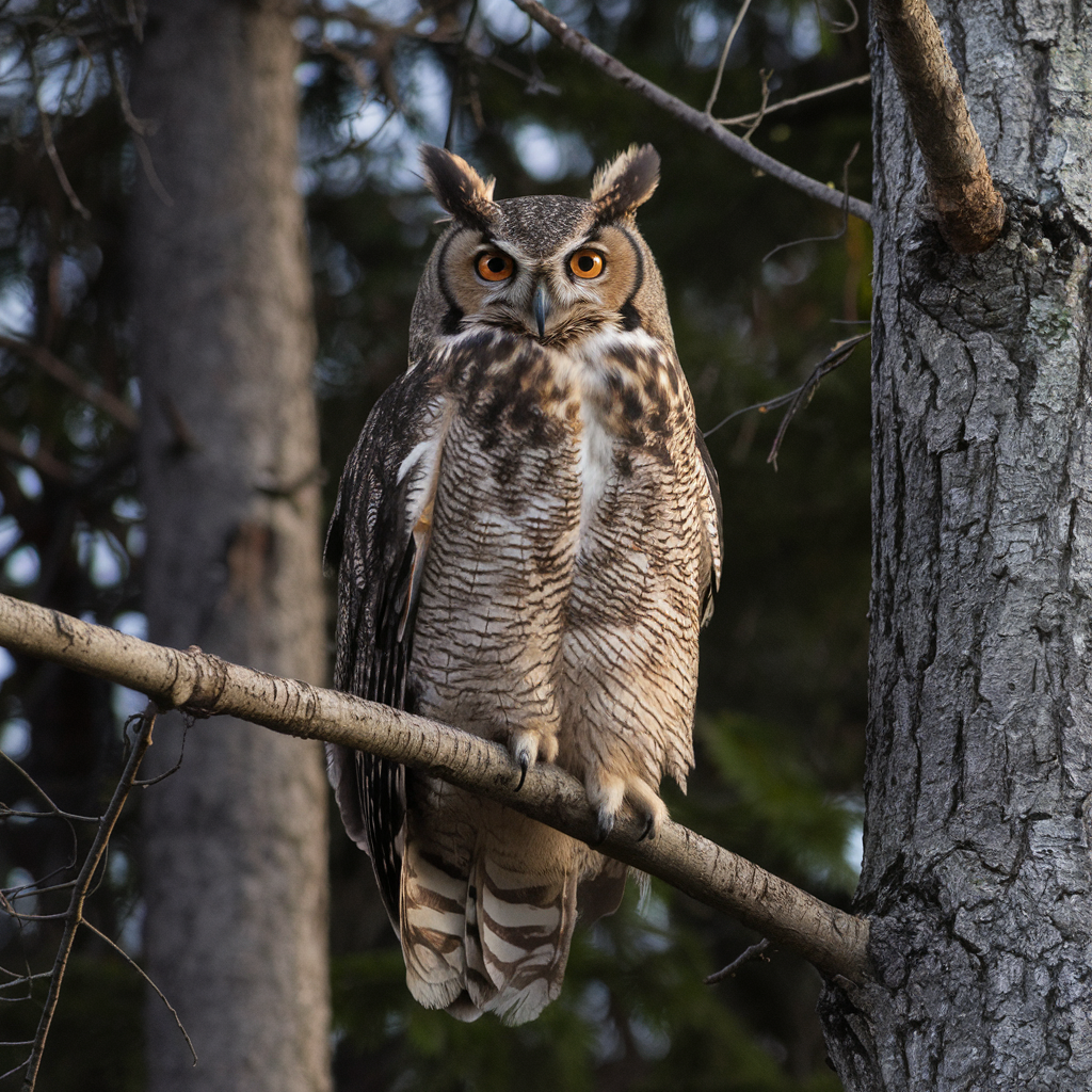 up close nature photo of an owl