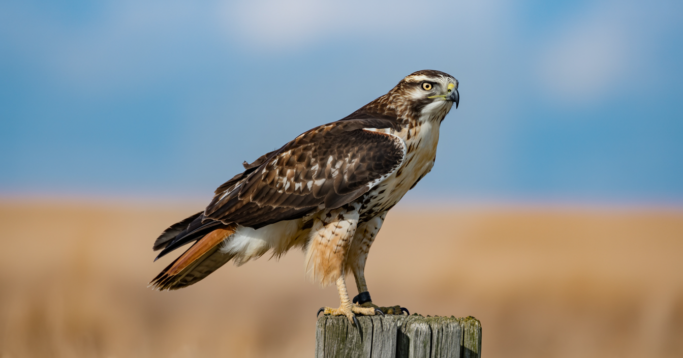 hawk on a fence post
