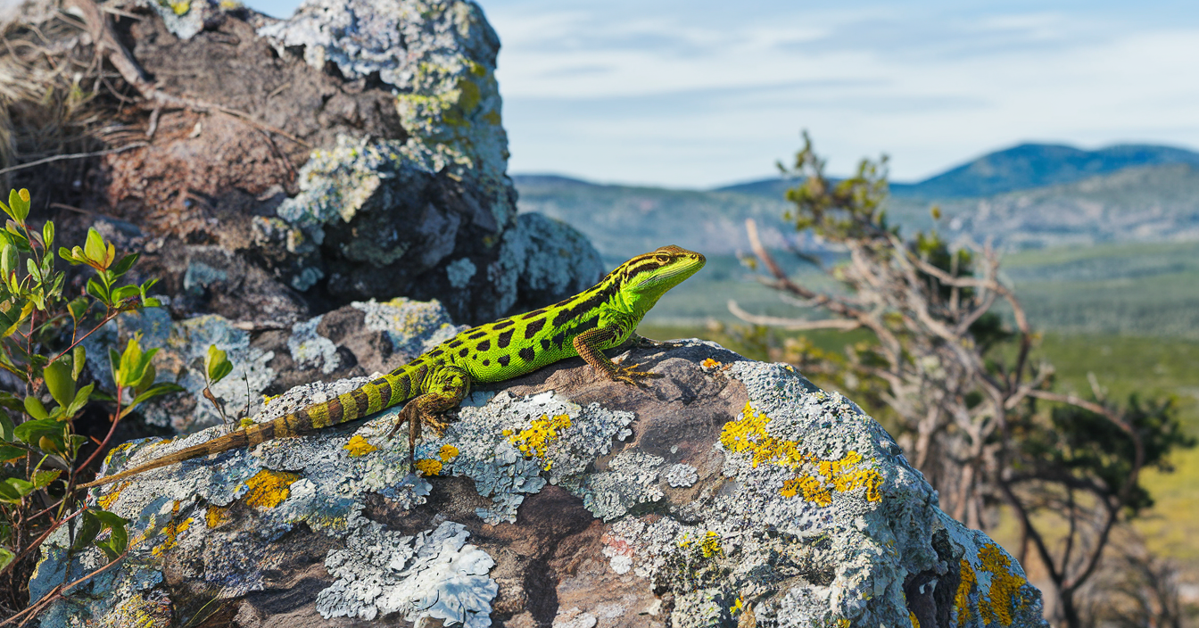 green and black lizard